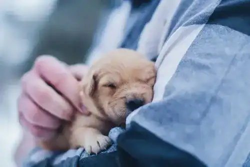 Puppy sleeping peacefully in a person's arms, highlighting tenderness and comfort.